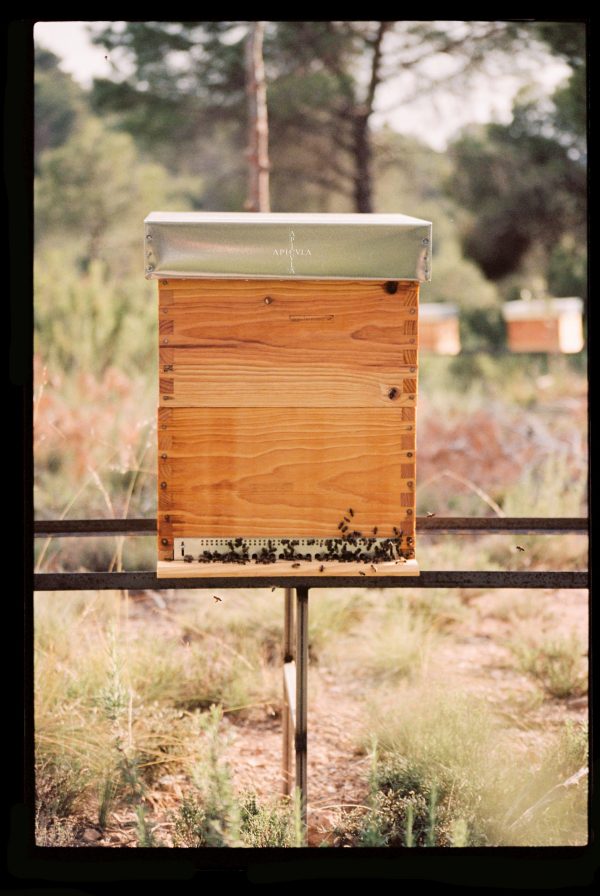 apical raw honey colmena apicultura biodinámica permacultura
