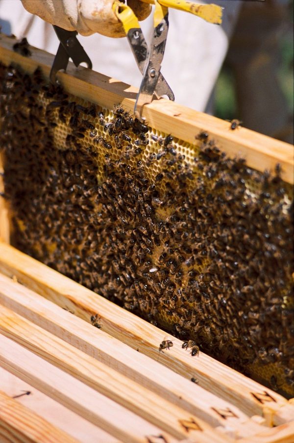 Panal abejas apis mellifera
