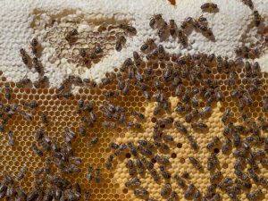 Panal de abeja con y néctar